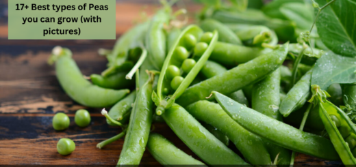 17+ Best types of Peas you can grow (with pictures)