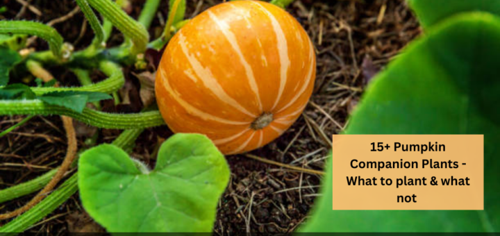 15+ Pumpkin Companion Plants - What to plant & what not to plant with Pumpkin?