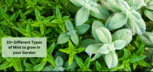 10+ Different Types of Mint to grow in your Garden