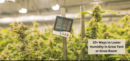 10+ Ways to Lower Humidity in Grow Tent or Grow Room 