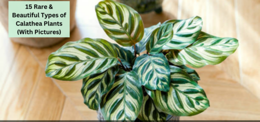 15 Rare & Beautiful Types of Calathea Plants (With Pictures)