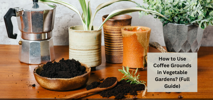 How to Use Coffee Grounds in Vegetable Gardens? (Full Guide)