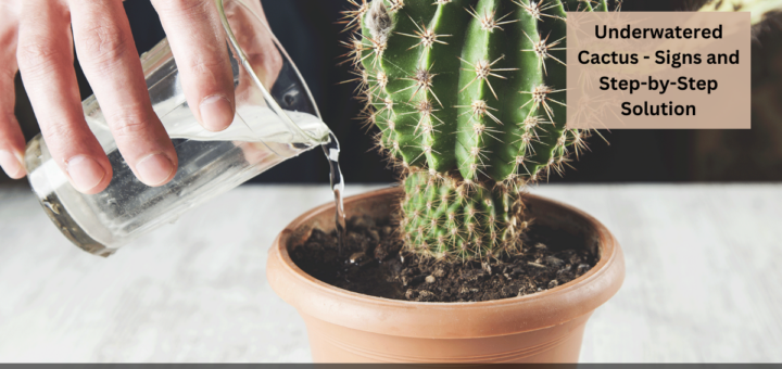 Underwatered Cactus - Signs and Step-by-Step Solution