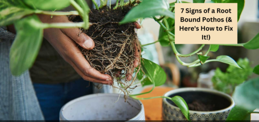 7 Signs of a Root Bound Pothos (& Here's How to Fix It!)