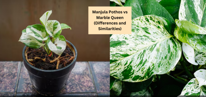 Manjula Pothos vs Marble Queen (Differences and Similarities)