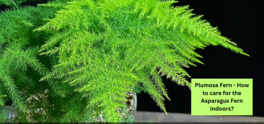 Plumosa Fern - How to care for the Asparagus Fern indoors?