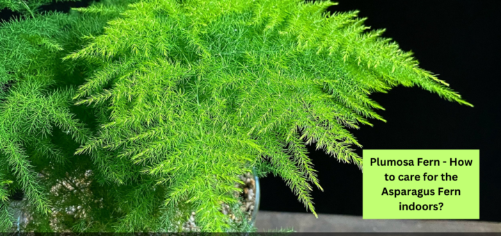 Plumosa Fern - How to care for the Asparagus Fern indoors?