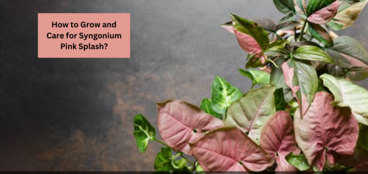 How to Grow and Care for Syngonium Pink Splash?