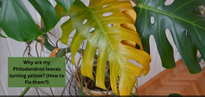 Why are my Philodendron leaves turning yellow? (How to Fix them?)