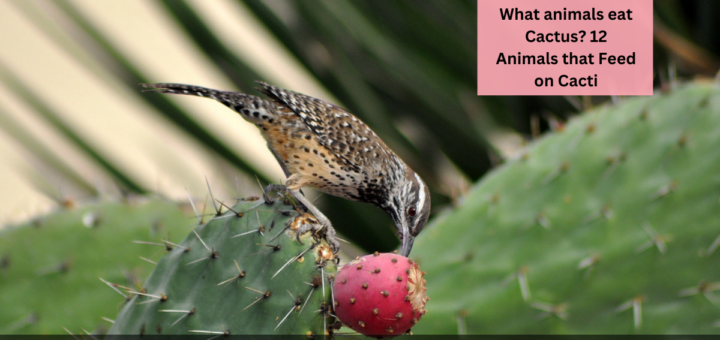 What animals eat Cactus? 12 Animals that Feed on Cacti