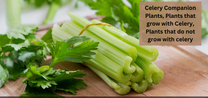 Celery Companion Plants, Plants that grow with Celery, Plants that do not grow with celery 