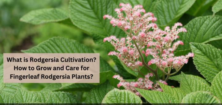 What is Rodgersia Cultivation? - How to Grow and Care for Fingerleaf Rodgersia Plants?