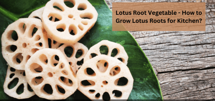 Lotus Root Vegetable - How to Grow Lotus Roots for Kitchen?