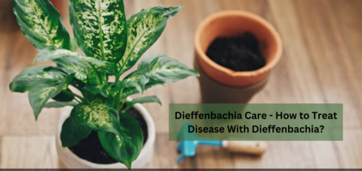 Dieffenbachia Care - How to Treat Disease With Dieffenbachia?