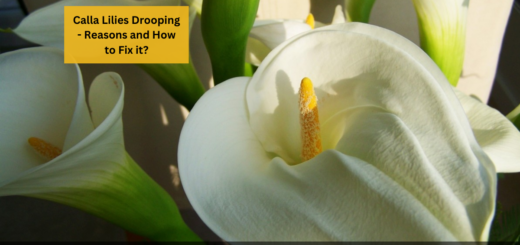 Calla Lilies Drooping - Reasons and How to Fix it?