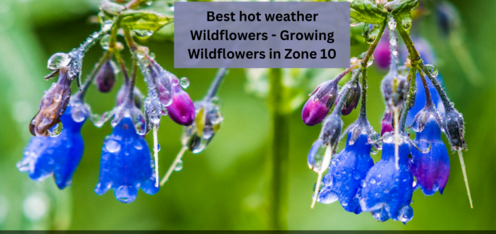 Best hot weather Wildflowers - Growing Wildflowers in Zone 10