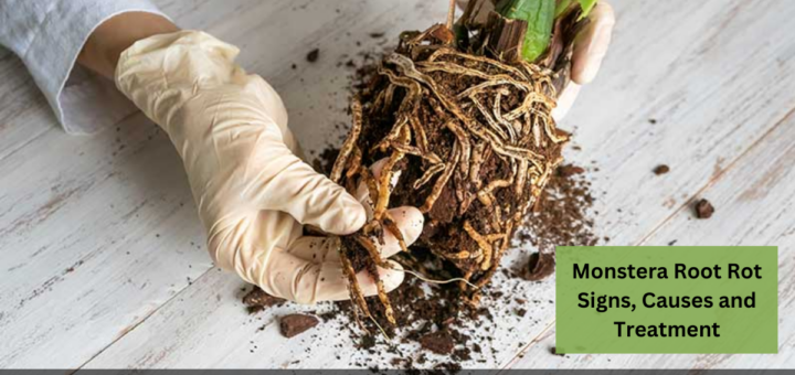 Monstera Root Rot Signs, Causes and Treatment