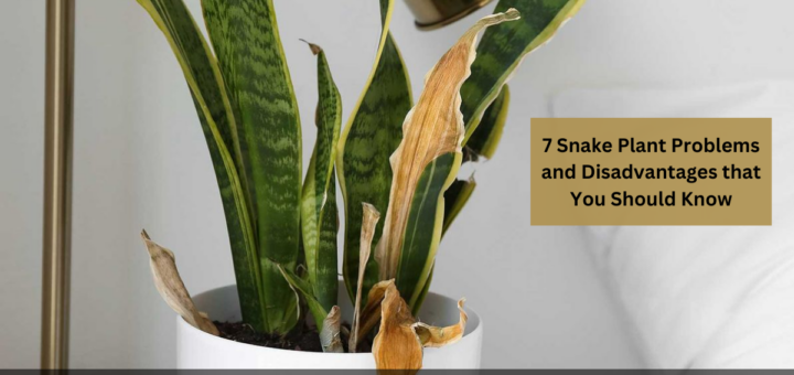 7 Snake Plant Problems and Disadvantages that You Should Know