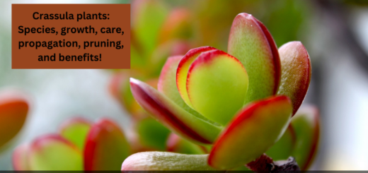 Crassula plants: Species, growth, care, propagation, pruning, and benefits! 