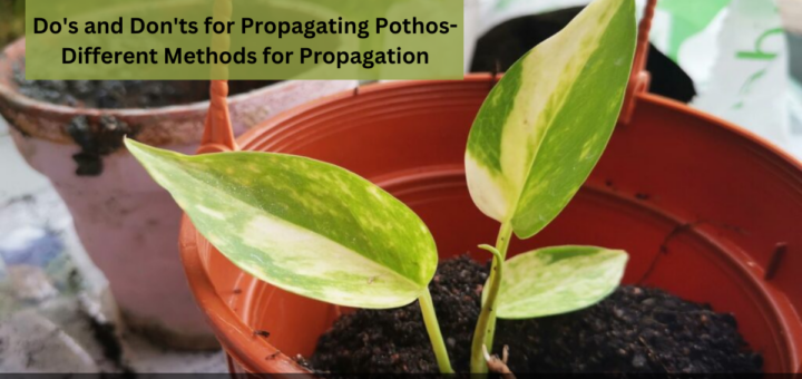 Do's and Don'ts for Propagating Pothos- Different Methods for Propagation