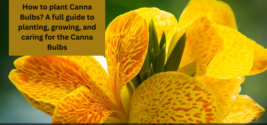 How to plant Canna Bulbs? - A full guide to planting, growing, and caring for the Canna Bulbs