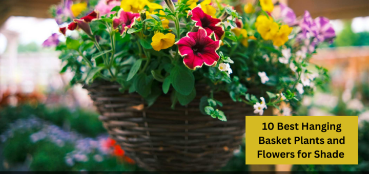 10 Best Hanging Basket Plants and Flowers for Shade 