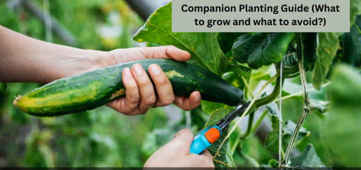 What grows well with Cucumber? - Companion Planting Guide (What to grow and what to avoid?)