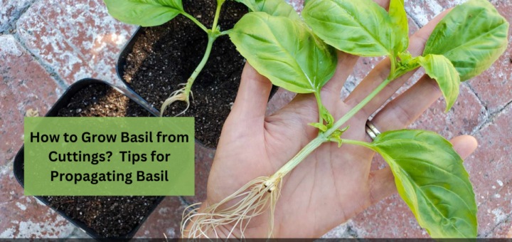 How to Grow Basil from Cuttings? - Tips for Propagating Basil