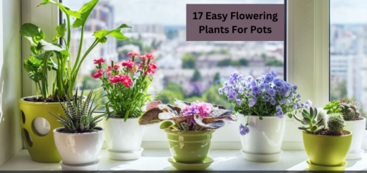17 Easy Flowering Plants For Pots