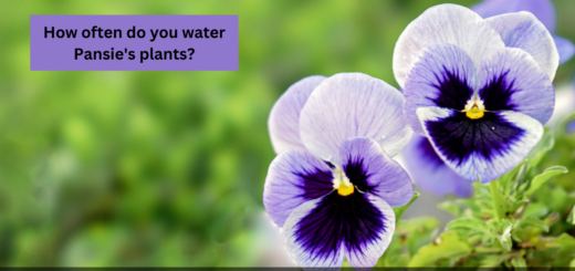 How often do you water Pansie's plants?