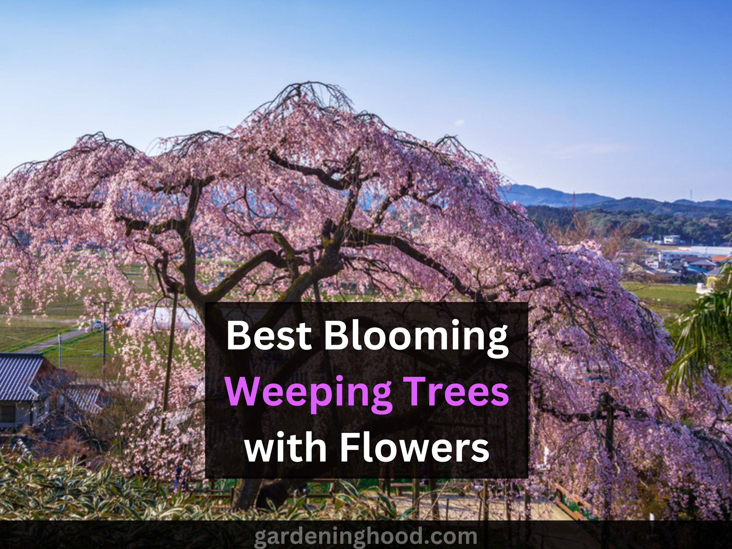 Best Blooming Weeping Trees with Flowers