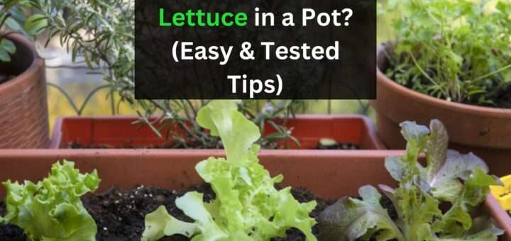 Can you grow Lettuce in a Pot? (Easy & Tested Tips)