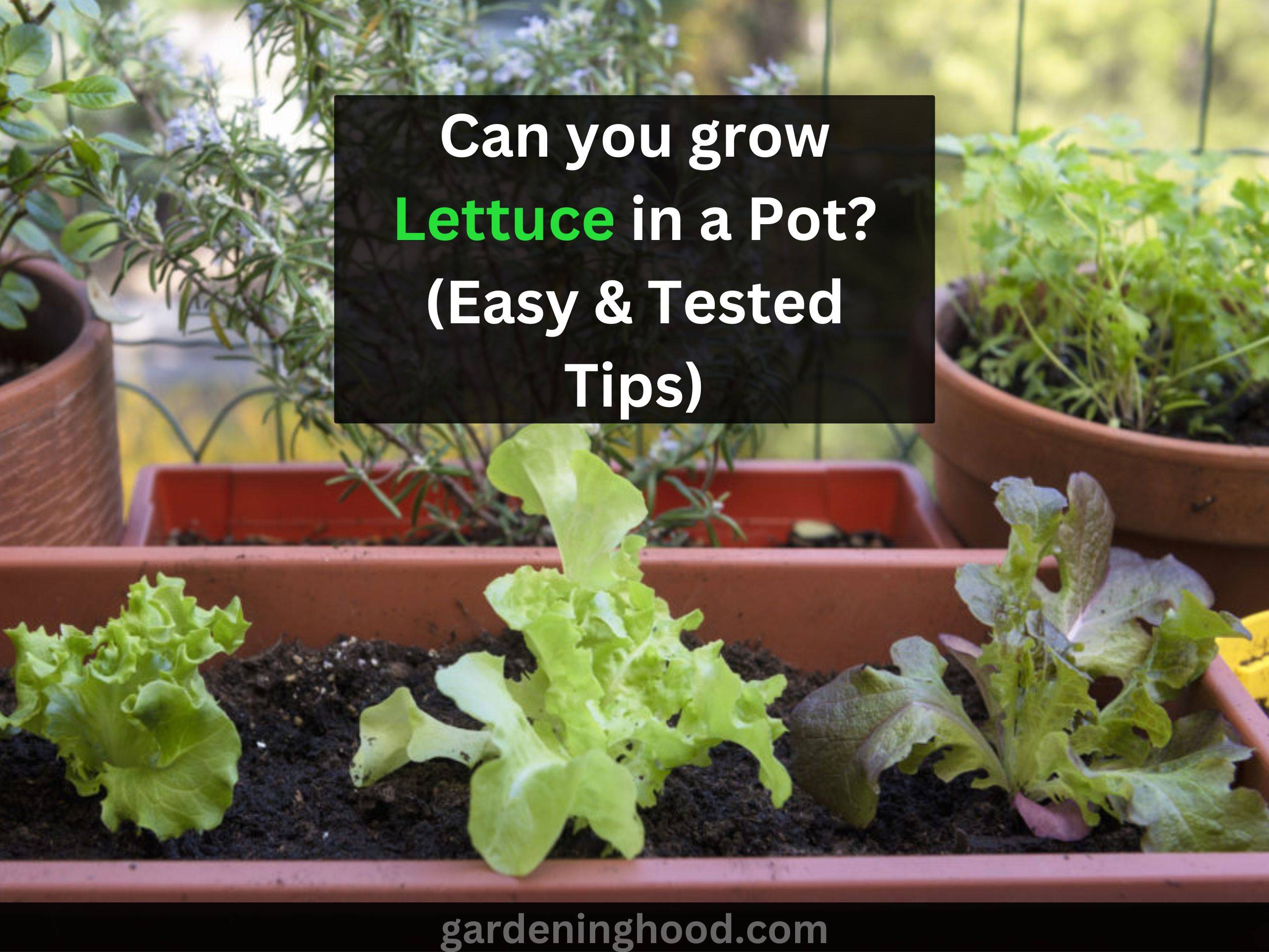 Can you grow Lettuce in a Pot? (Easy & Tested Tips)