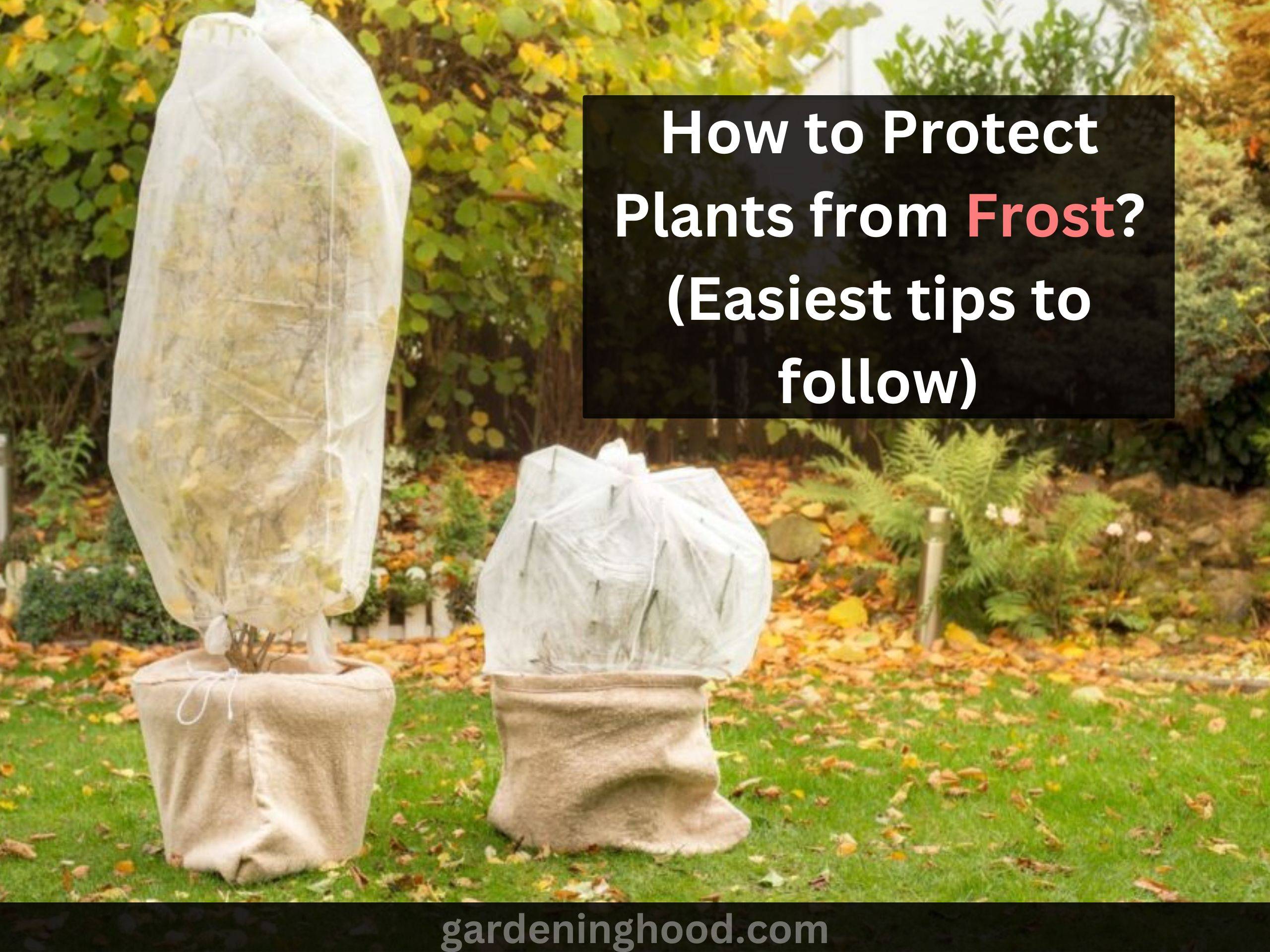How to Protect Plants from Frost?(Easiest tips to follow)