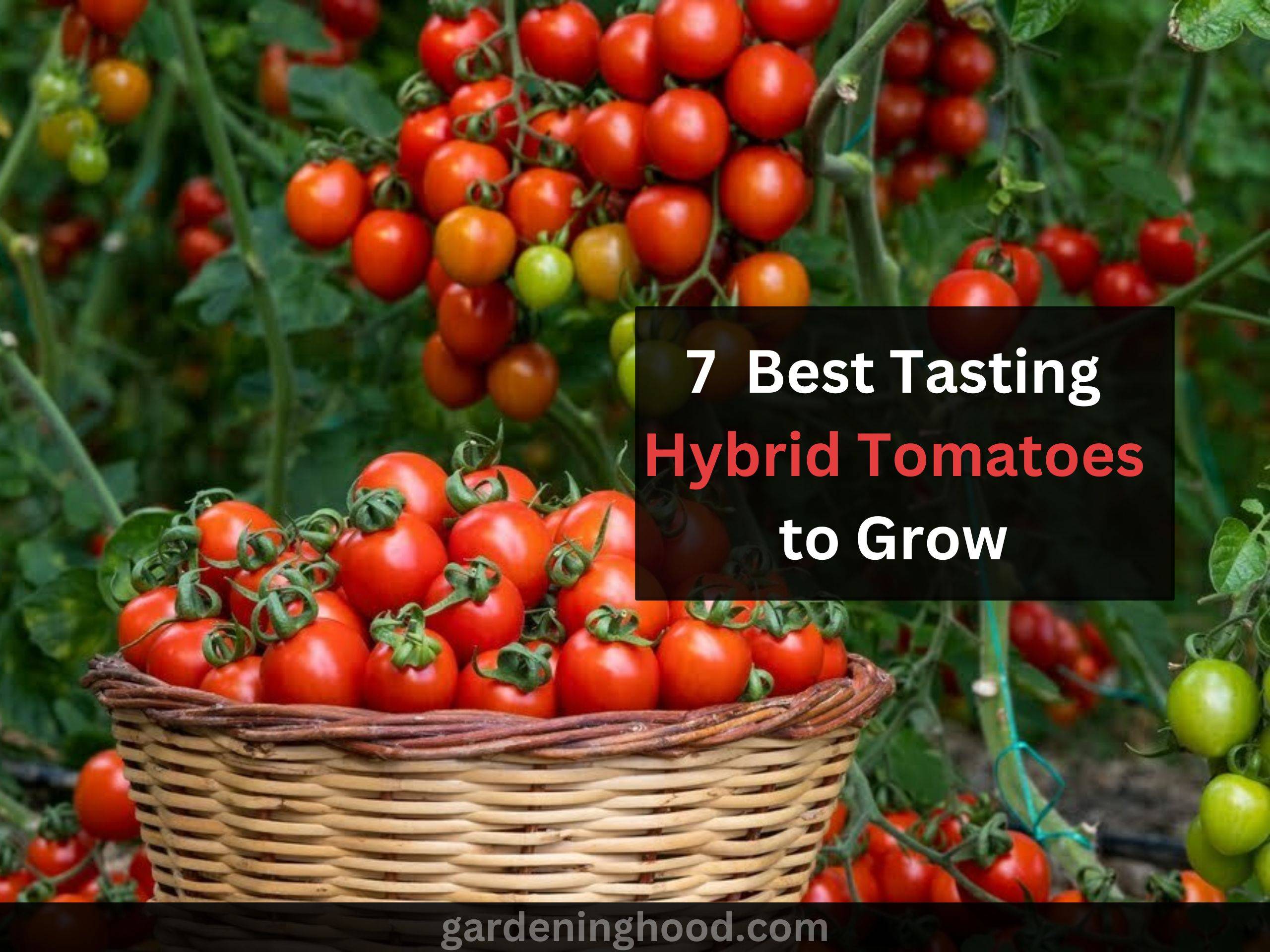 hybrid tomatoes