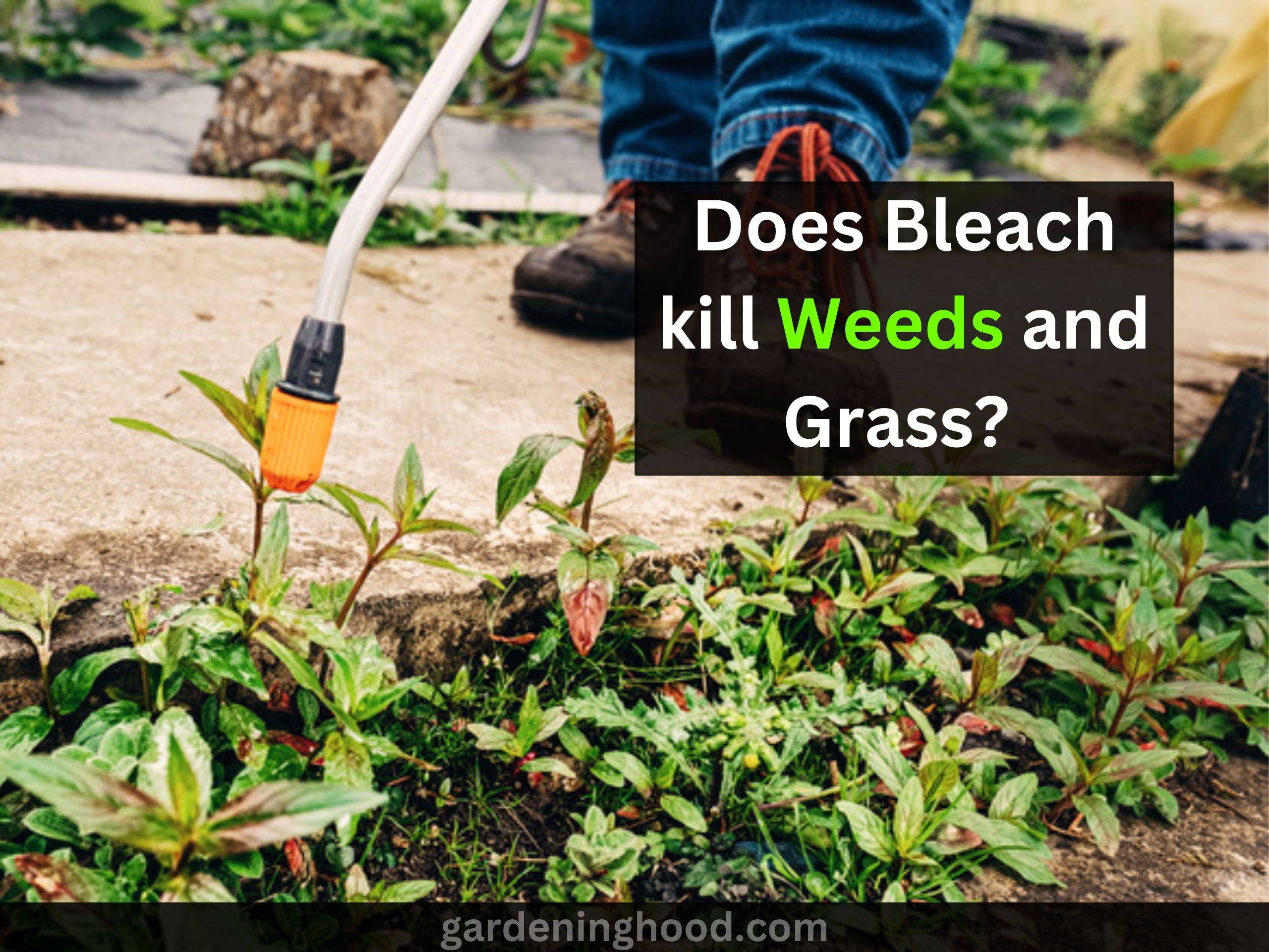 Does Bleach kill Weeds and Grass? - Here's how to use it!
