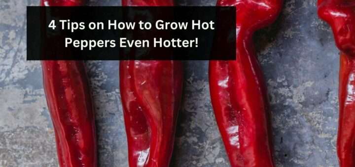 4 Tips on How to Grow Hot Peppers Even Hotter!