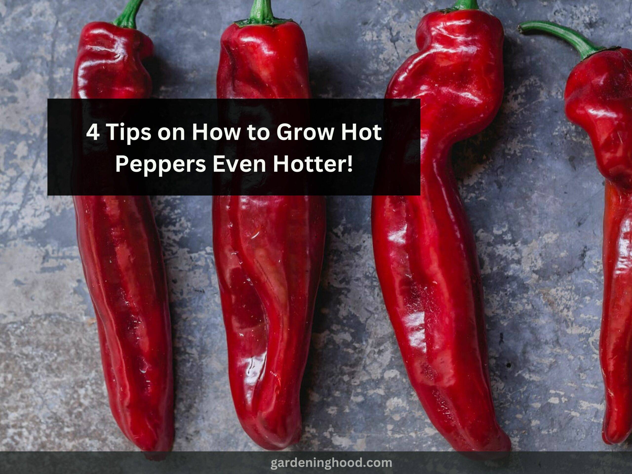 4 Tips on How to Grow Hot Peppers Even Hotter!