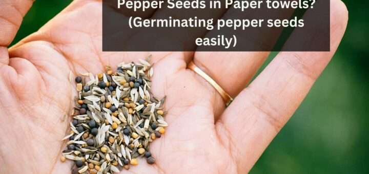 How long does to germinate Pepper Seeds in Paper towels? (Germinating pepper seeds easily)