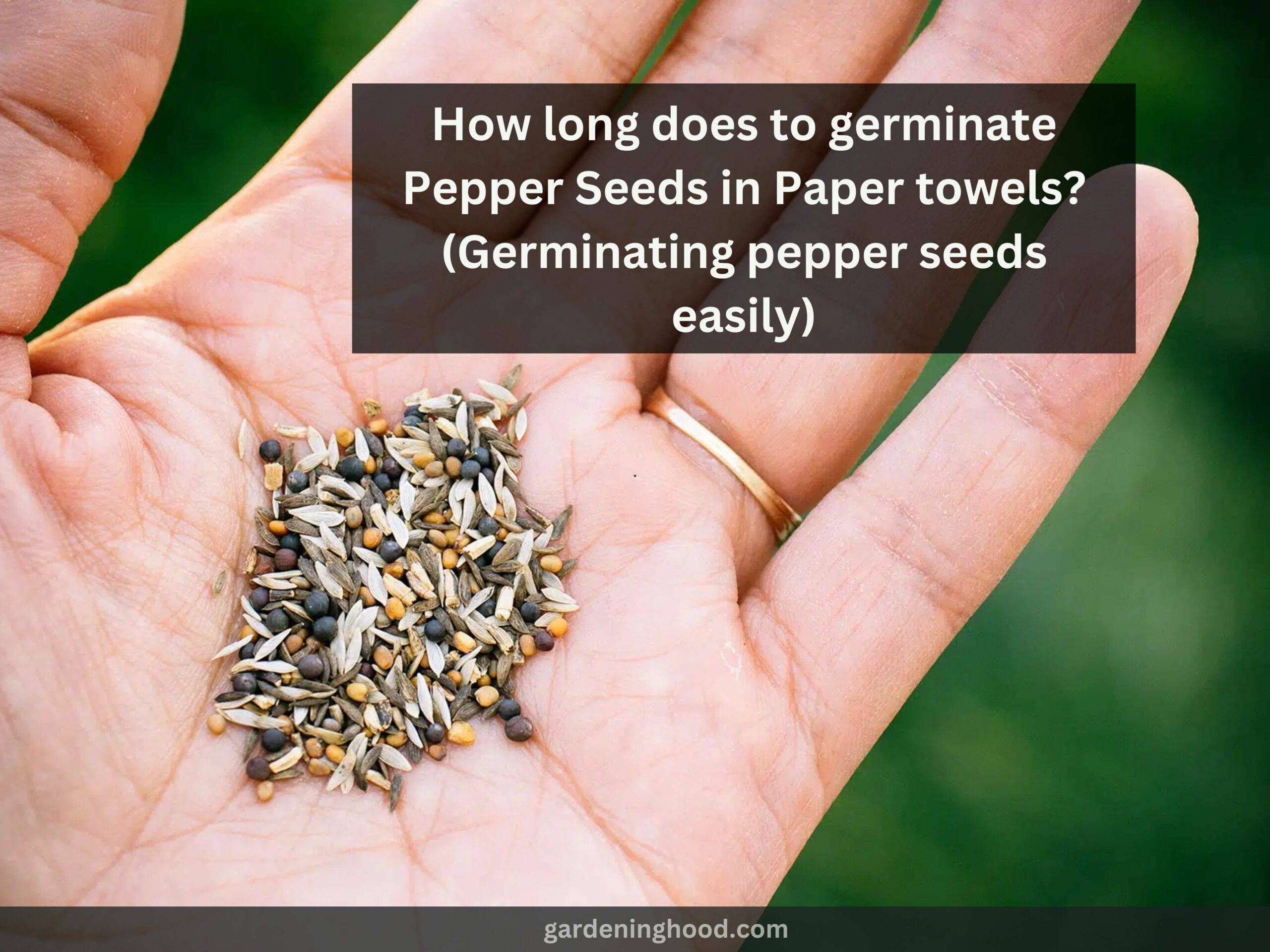 How long does to germinate Pepper Seeds in Paper towels? (Germinating pepper seeds easily)
