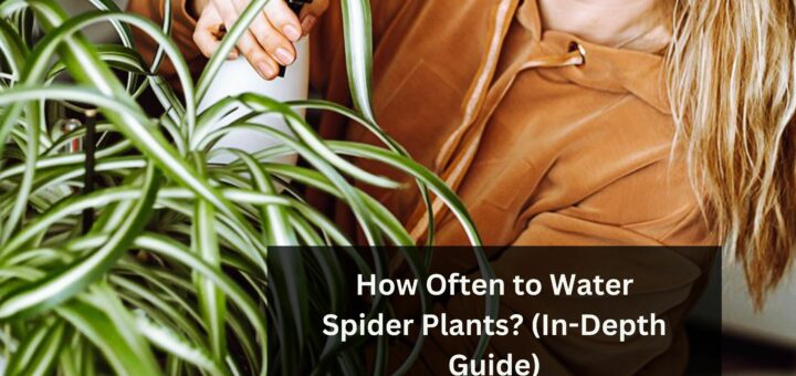 How Often to Water Spider Plants? (In-Depth Guide)