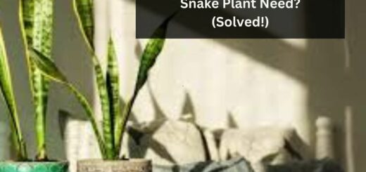 How Much Light Does a Snake Plant Need? (Solved!)