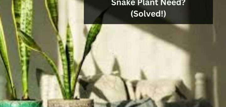 How Much Light Does a Snake Plant Need? (Solved!)