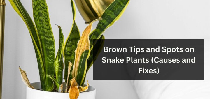 Brown Tips and Spots on Snake Plants (Causes and Fixes)