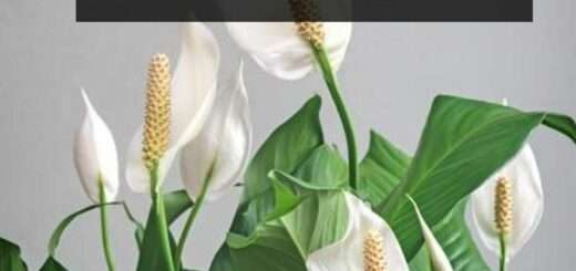 Peace Lily Leaves Turning Black (And How to Fix it)