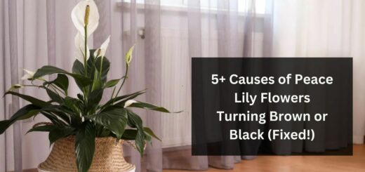 5+ Causes of Peace Lily Flowers Turning Brown or Black (Fixed!)