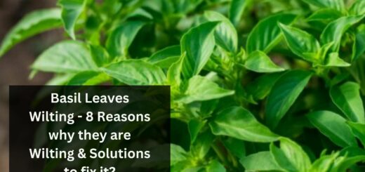 Basil Leaves Wilting - 8 Reasons why they are Wilting & Solutions to fix it?