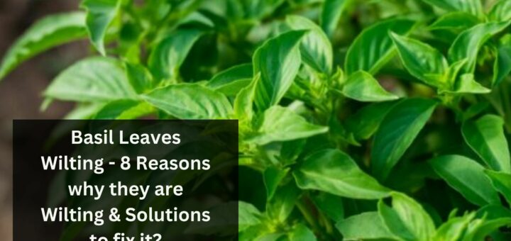 Basil Leaves Wilting - 8 Reasons why they are Wilting & Solutions to fix it?