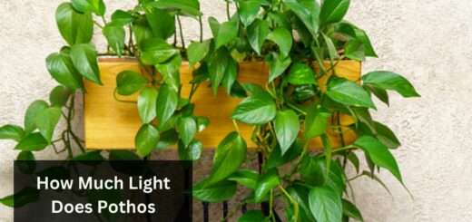 How Much Light Does Pothos Need? (Solved!)