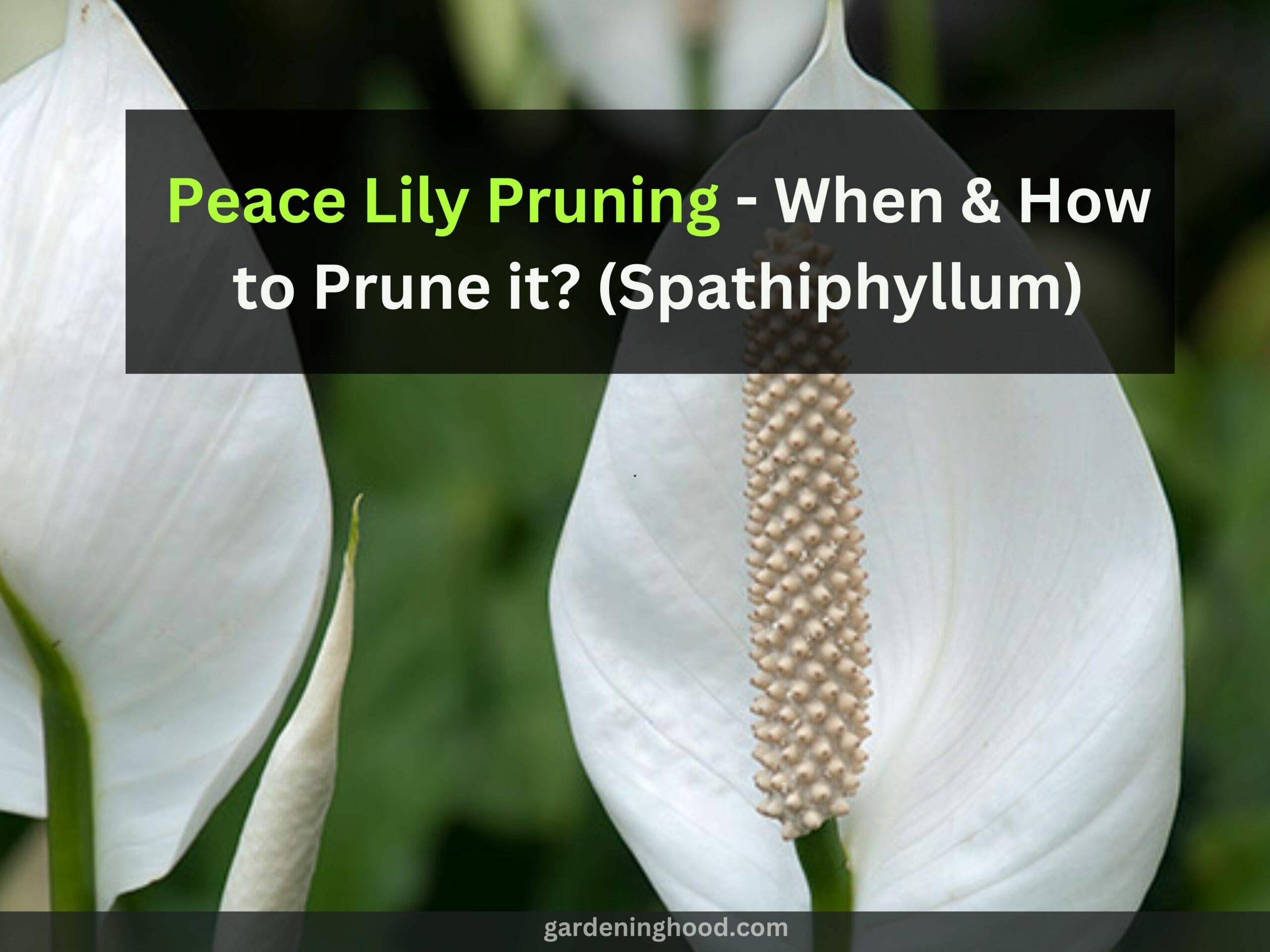 Peace Lily Pruning - When & How to Prune it? (Spathiphyllum)